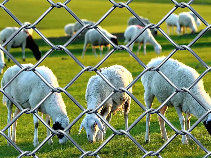 Galvanized Chain Link Fence